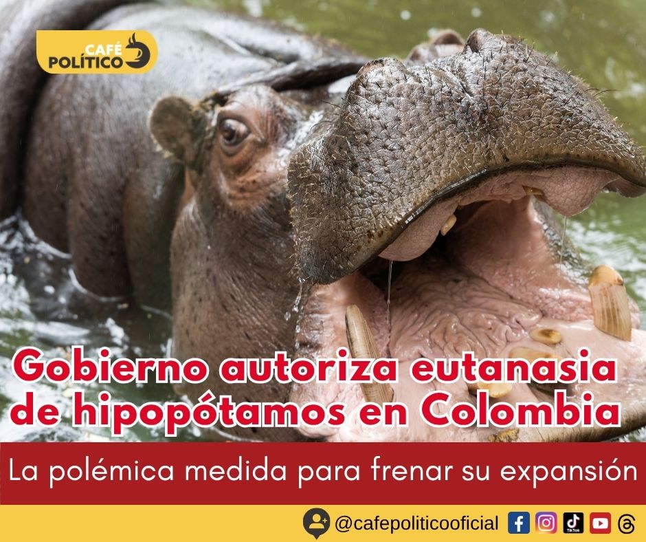 Gobierno autoriza eutanasia de hipopótamos en Colombia: la polémica medida para frenar su expansión