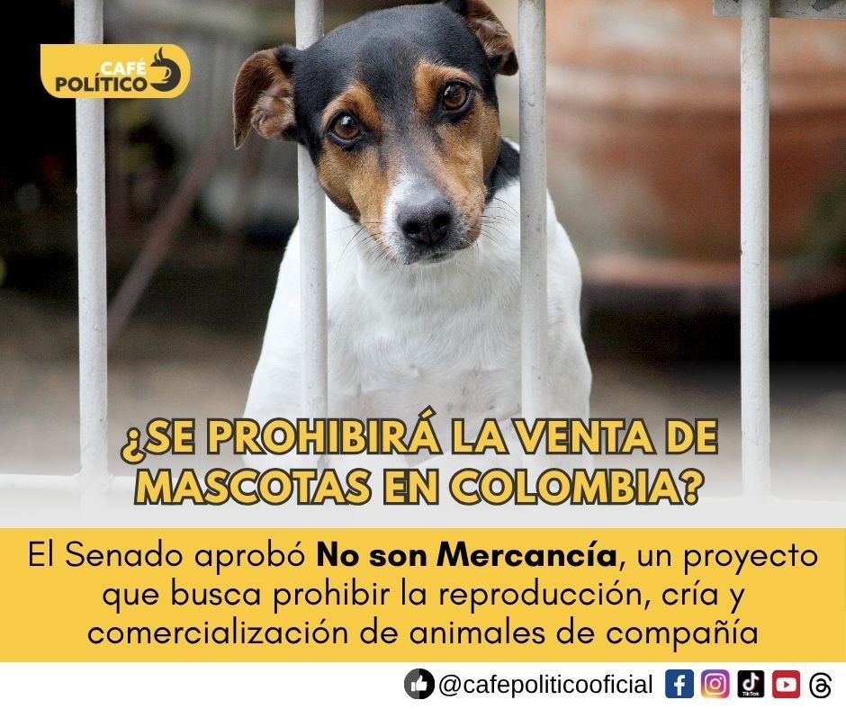 Colombia avanza hacia la prohibición de criar y vender mascotas: así va el proyecto